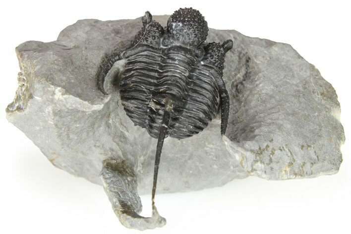 Bumpy Cyphaspis Trilobite - Large, Well Prepared Specimen #267335